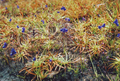 山苔に野生蘭の花咲くペチャブーン山塊の旅